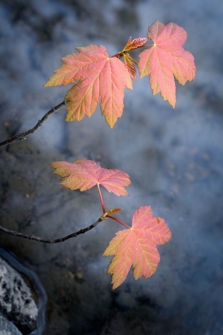 _FRB6306_stacked_APF