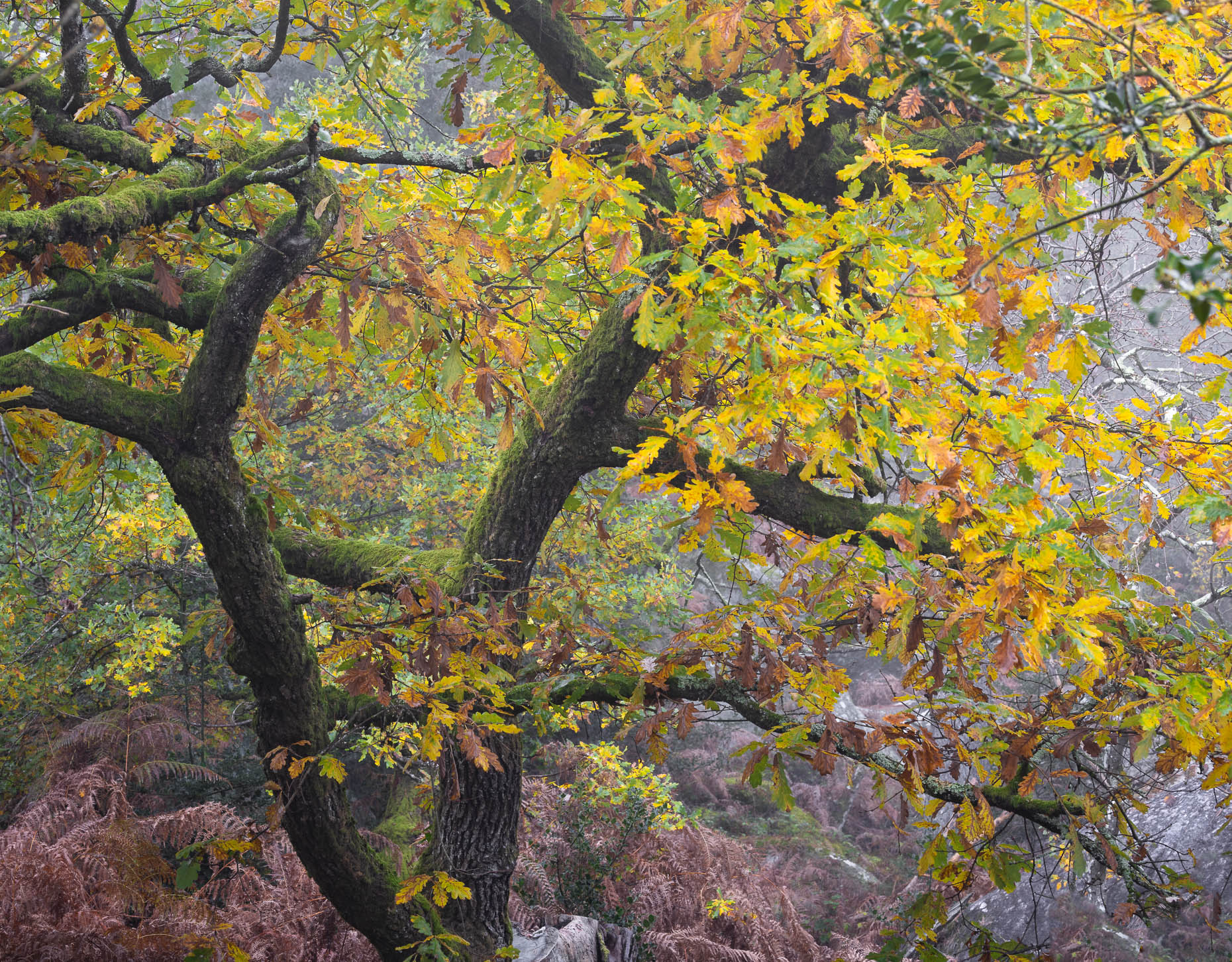_FRD6987_APF-2
