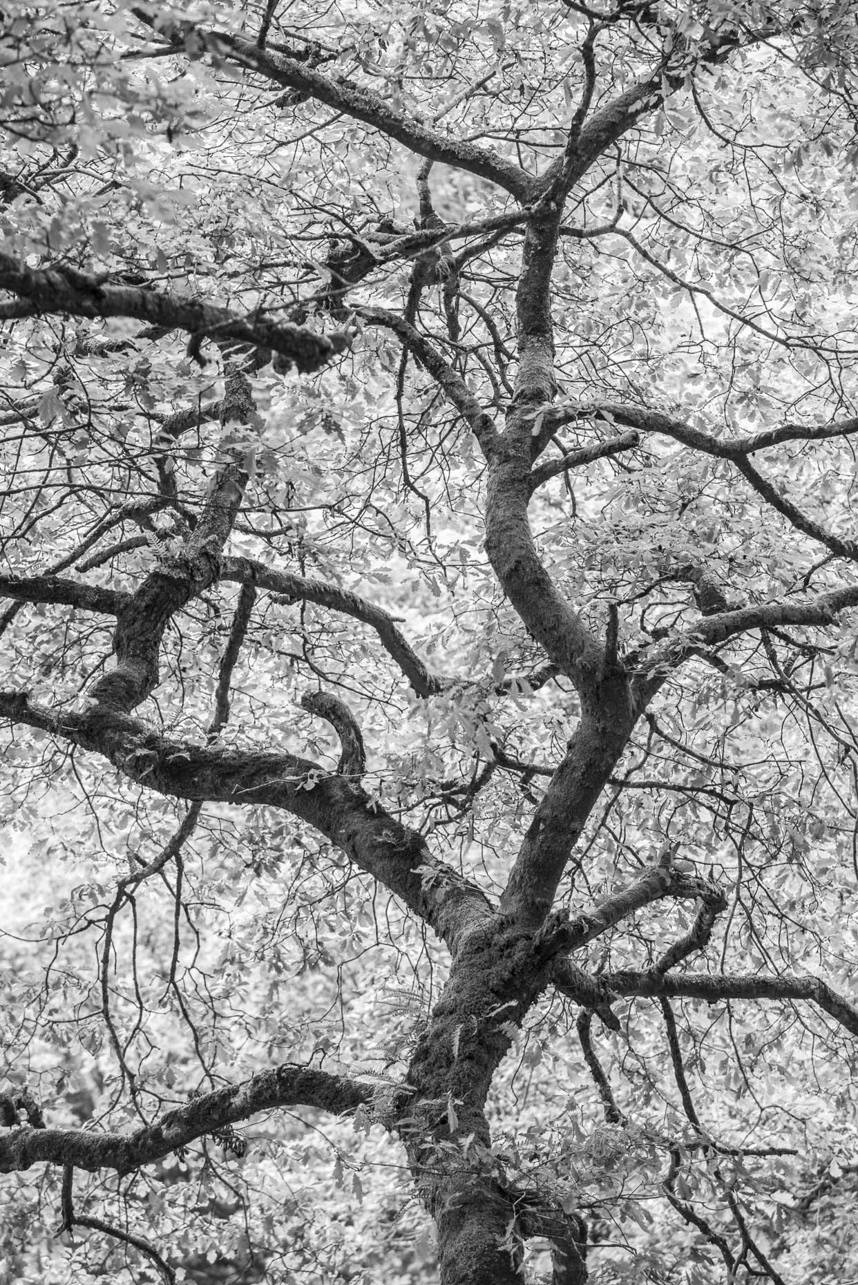 wicklow_tree_bw_APF